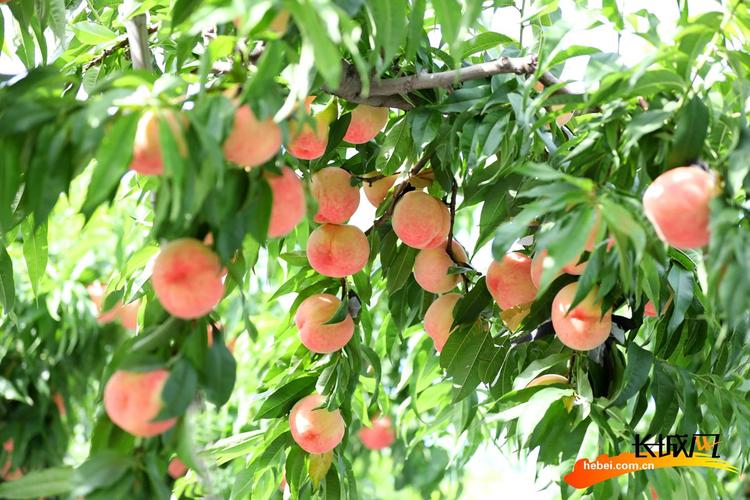 桃子的季节