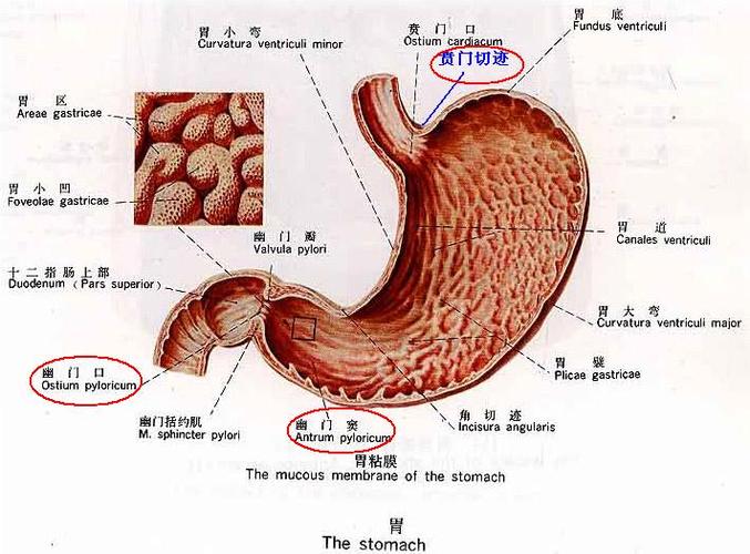 胃窦位置清晰大图