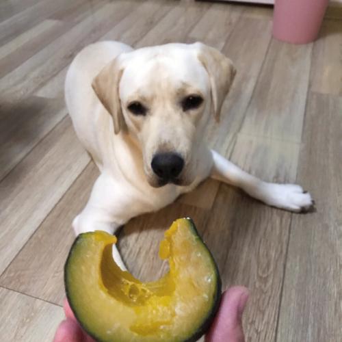 狗可以吃南瓜吗的相关图片