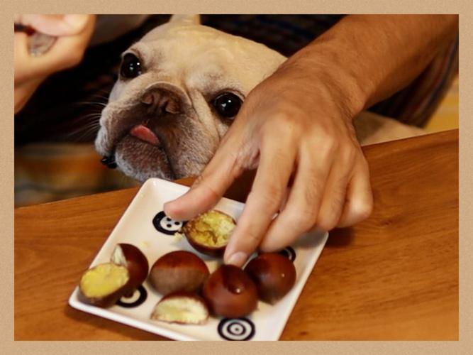 狗狗可以吃核桃吗的相关图片