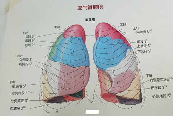 肺段解剖图的相关图片