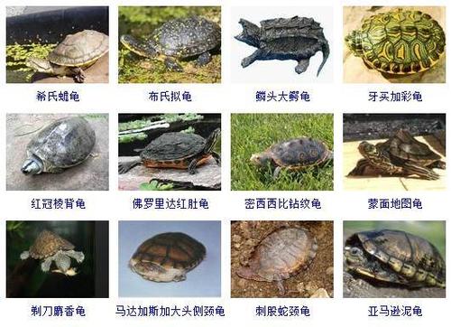 龟的种类图片的相关图片